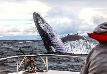 Whales watching in Azores
