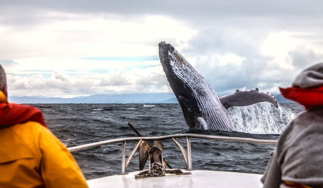 Whales and dolphin watching ponta delgada