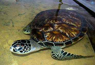 Sea Turtle