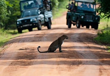 Jeep Safari in Yala