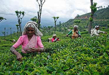 Tea Plantation Nuwara Eliya