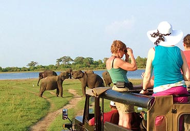 Udawalawe Day Tour