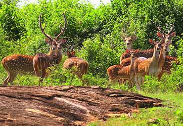 Deers in Udawalawe