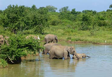 Elephant in Udawalawe