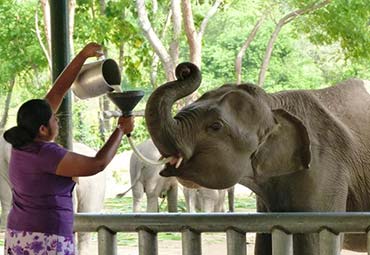 Milk Feeding for Elephant