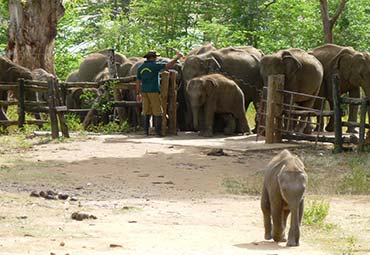 Udawalawe Elephant Transit Home