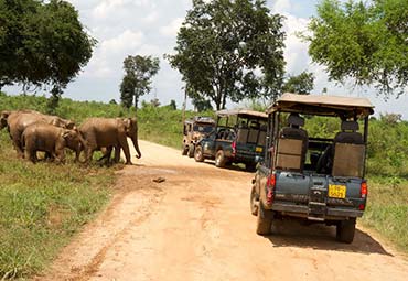 Udawalawe Jeep Safari