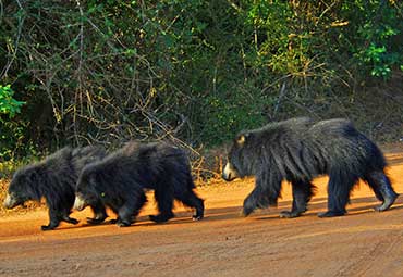 Bears in Yala National Park