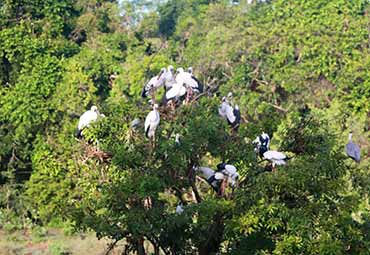 Birds in Yala National Park