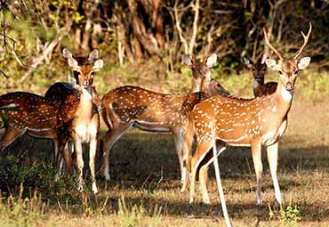 Deers in Yala National Park
