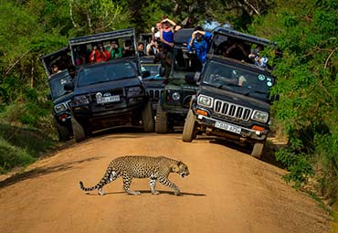 Jeep Safari in Yala