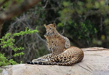 Leopard in Yala National Park