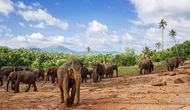 Pinnawala Elephant Orphanage