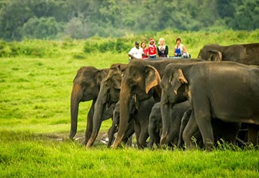 Elephant in Sri Lanka