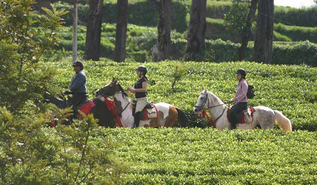 Horse Riding in Sri Lanka