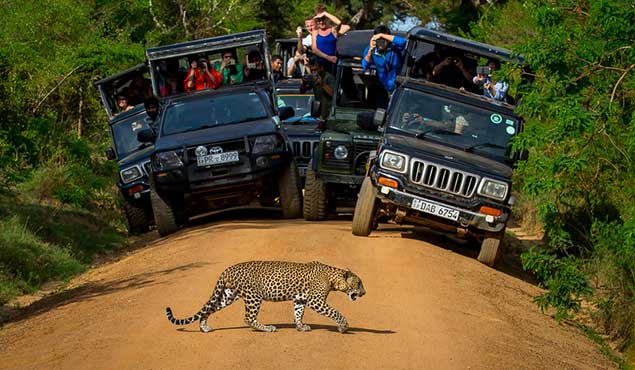 Jeep Safari in Yala