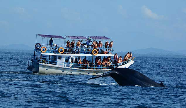 Whales Watching in Sri Lanka