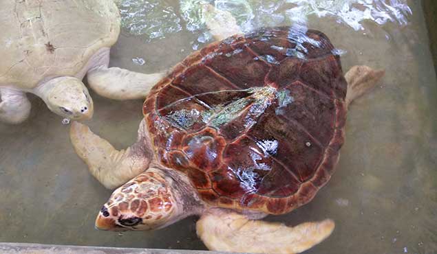 Sea Turtle in Sri Lanka