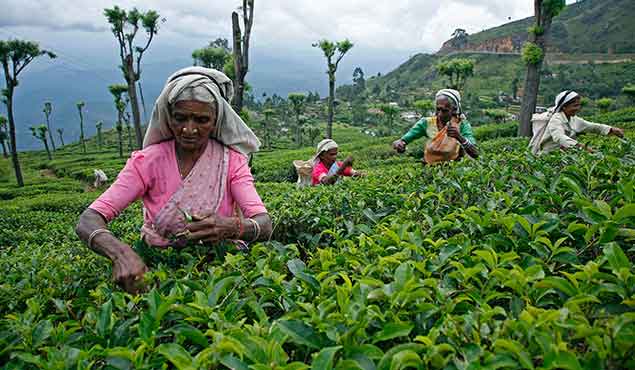 Tea Plantation