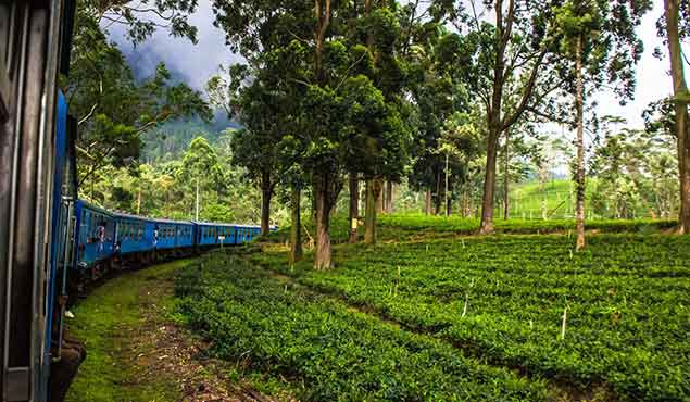 Train Excursions to Nanuoya